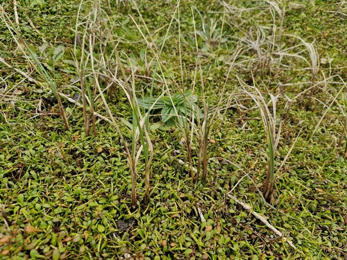 Carex pumila observed 2026-10-21