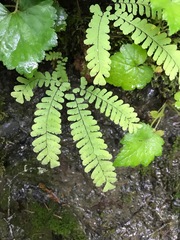 Adiantum aleuticum aleuticum