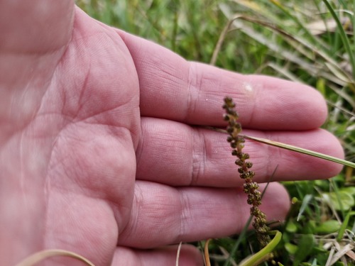 Triglochin striata observed 2026-10-21