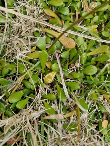 Goodenia radicans observed 2026-10-21