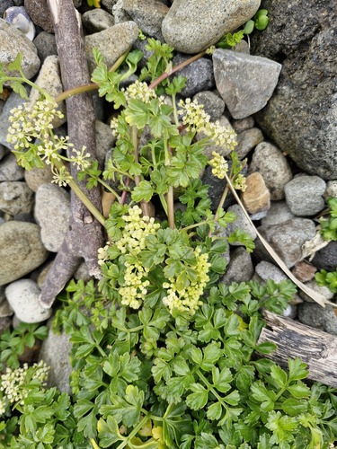 Apium prostratum observed 2026-10-21