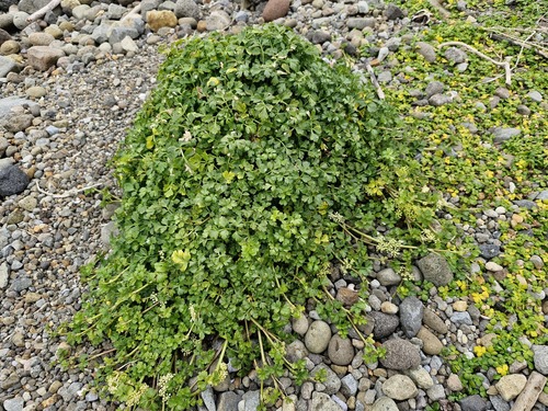 Apium prostratum observed 2026-10-21