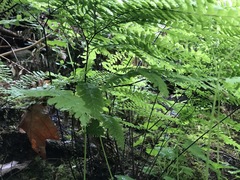 Adiantum aleuticum aleuticum