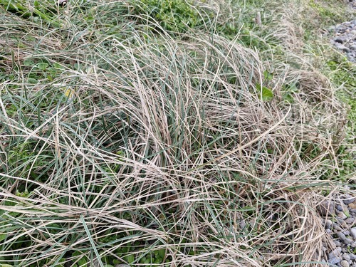 Carex pumila observed 2026-10-21