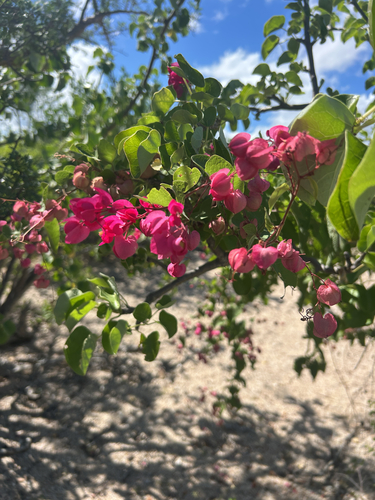 Antigonon leptopus observed 2026-10-26