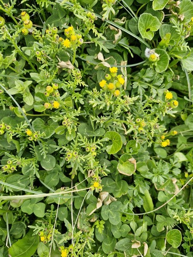 Senecio lautus observed 2026-10-21