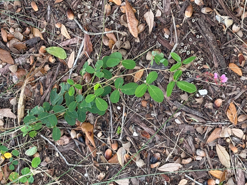 Desmodium incanum observed 2026-10-26