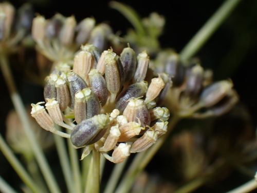 Petroselinum crispum observed 2026-10-24