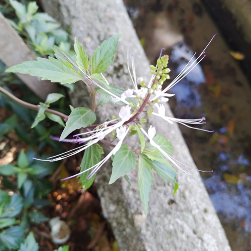 Orthosiphon aristatus observed 2026-10-27