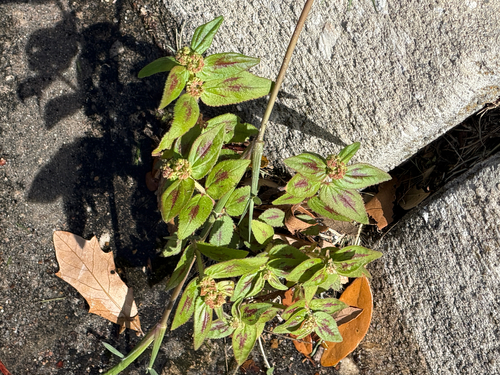 Euphorbia hirta observed 2026-10-26