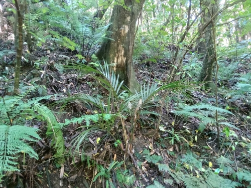 Rhopalostylis sapida, 2026-10-27