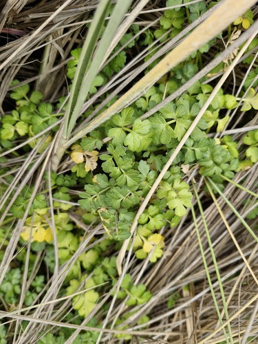 Apium prostratum observed 2026-10-21