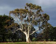 Eucalyptus rubida