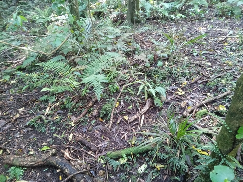 Rhopalostylis sapida, 2026-10-27
