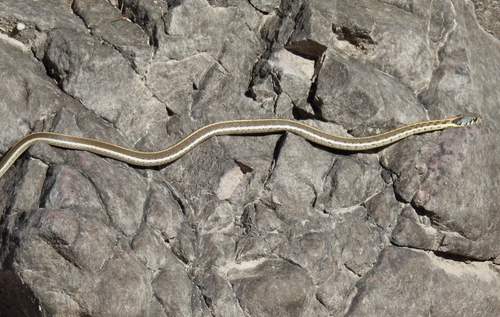 Thamnophis cyrtopsis observed 2026-10-26