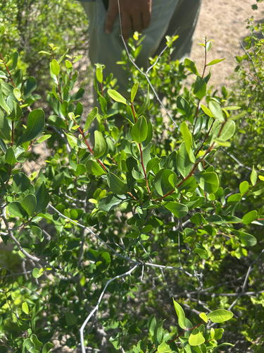 Diospyros observed 2026-10-26