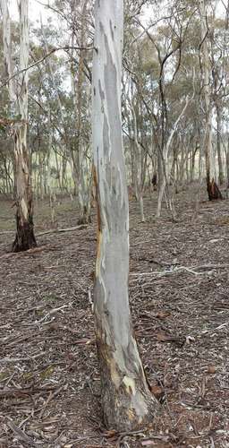 Eucalyptus leucoxylon
