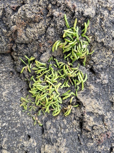 Lilaeopsis novae-zelandiae, 2026-10-21