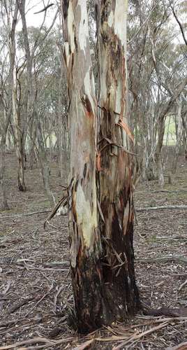 Eucalyptus leucoxylon