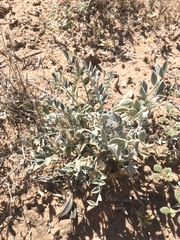 Astragalus mohavensis
