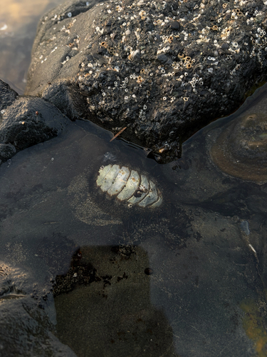 Chiton observed 2026-10-26