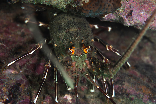 Panulirus observed 2026-10-25
