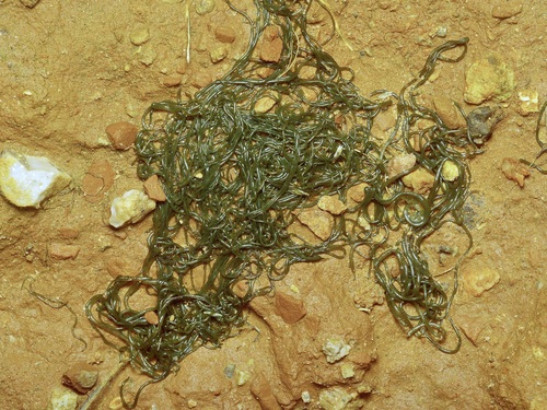Nostoc commune observed 2026-10-26