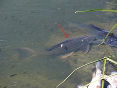 Hypostomus commersoni