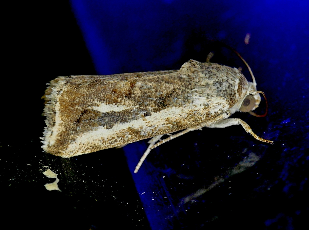 Ponometia bruchi