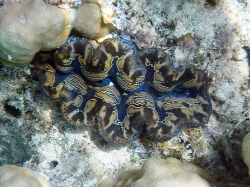 Tridacna observed 2026-10-27