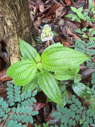 Miconia crenata observed 2026-10-27