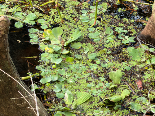 Pistia stratiotes observed 2026-10-26