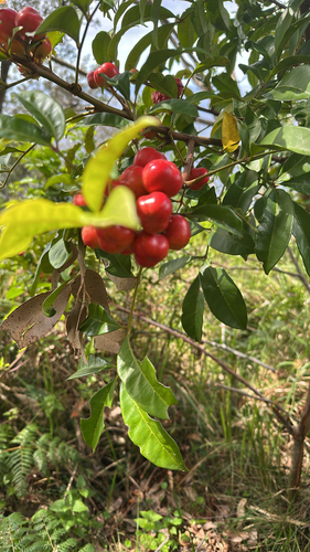 Synoum glandulosum observed 2026-10-27