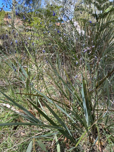 Dianella observed 2026-10-27