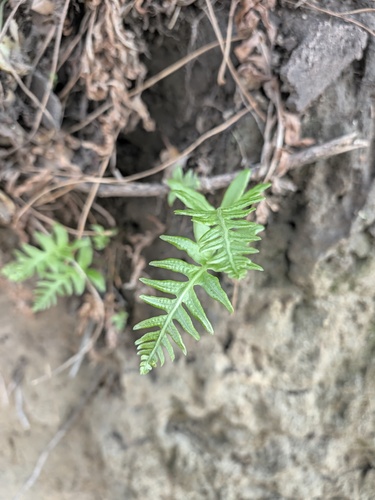 Polypodium vulgare observed 2026-10-26
