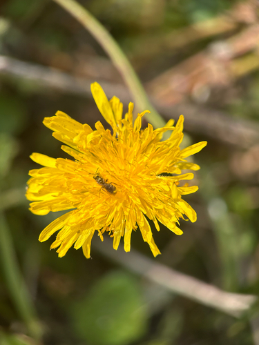 Halictus observed 2026-10-26