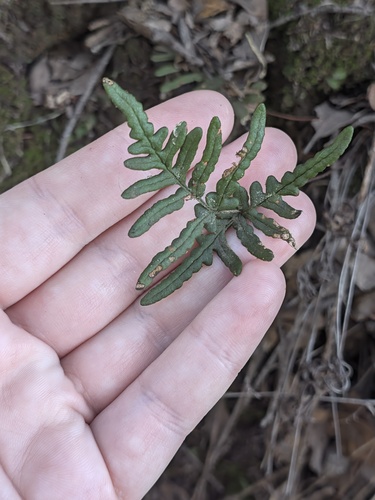 Pentagramma triangularis observed 2026-10-26