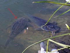 Hypostomus commersoni