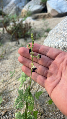 Macroptilium atropurpureum observed 2026-10-26