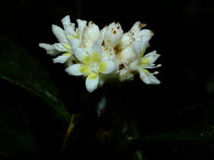 Rudgea bremekampiana