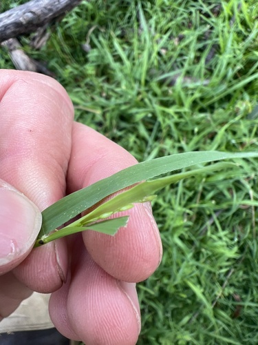 Ehrharta erecta observed 2026-10-27