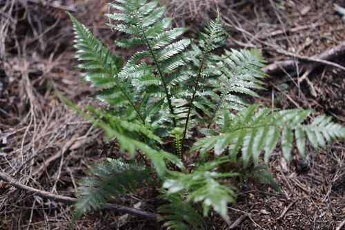 Diploblechnum fraseri observed 2026-10-24