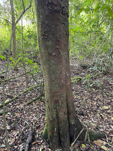 Geijera salicifolia observed 2026-10-27