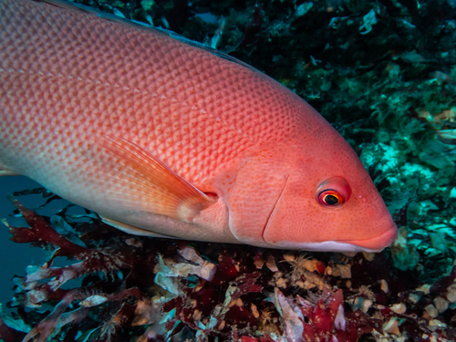 Bodianus observed 2026-10-26