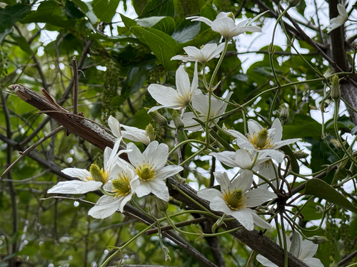 Clematis paniculata observed 2026-10-27