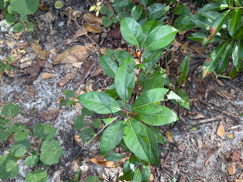 Cinnamomum observed 2026-10-26
