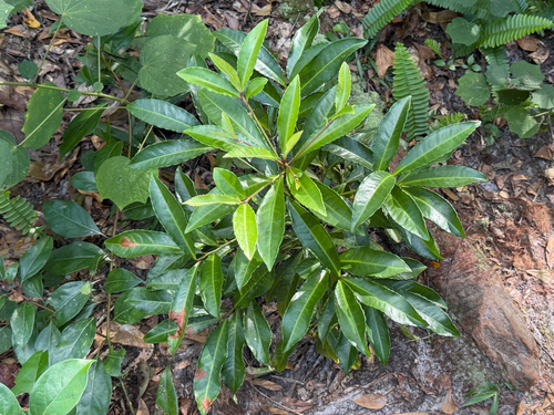 Ardisia observed 2026-10-26