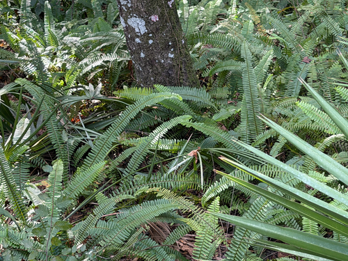 Nephrolepis observed 2026-10-26