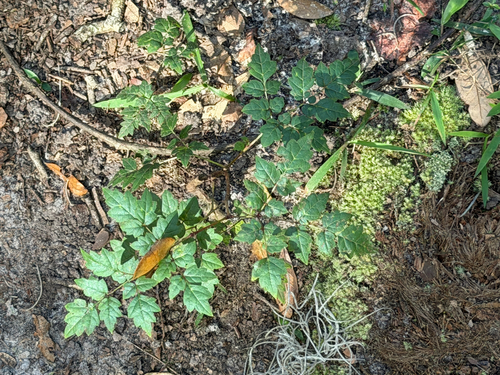 Nekemias arborea, 2026-10-26