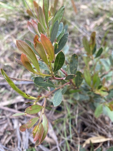 Acacia myrtifolia observed 2026-10-27